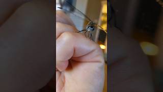 Unexpected Guest: Dragonfly Adventure Indoors! 🏡✨ #Shorts