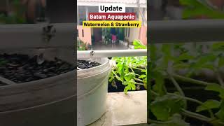 Update Batam Aquaponic, Watermelon & Strawberry #shorts #aquaponic #watermelon #strawberry