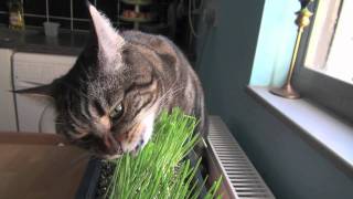 Crazy Cat Eats Grass