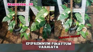 Epipremnum Pinnatum Varigata, Epipremnum Variegata Tanaman Hias Koleksi Yang Unik