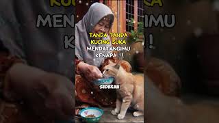 JANGAN DIUSIR !! INILAH TANDA KAMU DIDATANGI KUCING #shortfeed #shorts