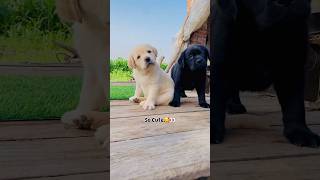 So cute puppy 😍 🐕 #ds_media #cutepuppy #doglover #petlover #ytshorts #viralvideo #trendingshorts