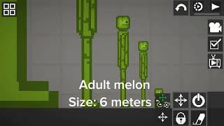 Size comparison of melons in melon playground