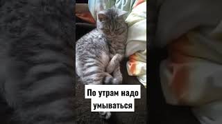 просто умываюсь#кошкамуся #смешныекошки