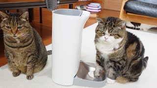 新しい給餌器は自分の物アピールするねこ。-Maru claimed the new feeder as his own.-