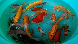 Catfish Koi Carp Fish Goldfish Cute animals Videos - The Animals Around Us