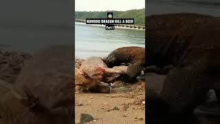 OMG 😱Komodo dragons eat deer alive on the beach#komodo #animal #widlife #trending #viral #shorts