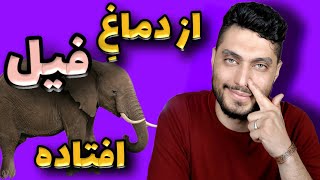 داستان ضرب المثل از دماغ فیل افتادن | ۳ تا حیوون به وجود اومدن 😳 برای خود منم خیلی عجیبه این داستان