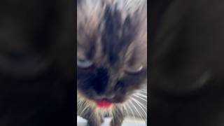 Просчитался, но где 😅 купаться любит, а сушиться нет🤪| Cat video #cat #short #memes #shorts #funny