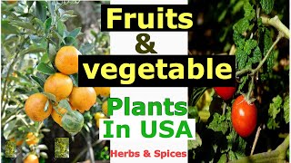 HERBS NURSERY IN AMERICA||HERBS AND SPICES AND FRUITS AND VEGETABLES PLANTSINUSA||TeluguVlogsfromUSA