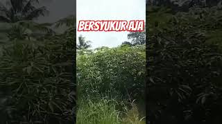 Singkong umur 4 bulan #shorts #short #petani