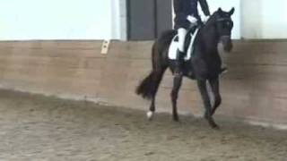 RHAPSODY ggf  by RASCALINO":Black 3yo Hanoverian Mare