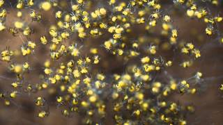 Garden Spider spiderlings (Araneus diadematus)