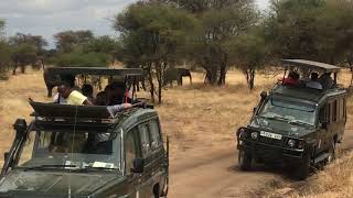 Tarangire National Forest - Tanzania