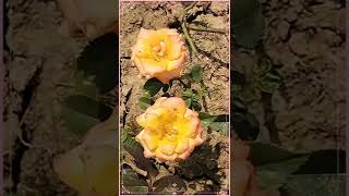 Best ROSE colour Varieties 2022 #shorts #ytshorts