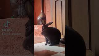 chill #pets #conejo #bunny #chill #shorts #mascotas