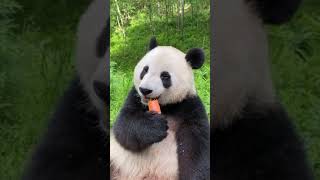 Cute Panda eating