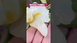 ✅Hermosa Floración de Orquídea Cattleya❤️#shorts#orchid#yellow#flowers#cattleya#winterr#viralvideo