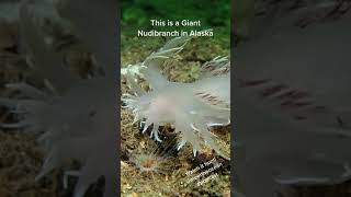 Giant Nudibranch in Alaska Hunting Anemones - Meet the Ocean