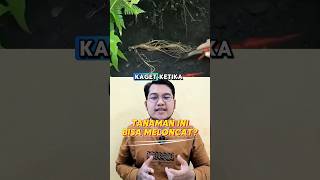 Tanaman ini bisa meloncat ⁉️ #tanaman #faktamenarik #faktaunik #short