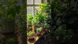 Top 10 Indoor Plant Collection Design Idea