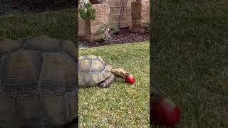 Giant Turtle feeding time #animals #feedingtime #tortoise #amazingfacts