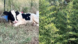 What to feed cows during a drought??