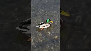 duck in the river