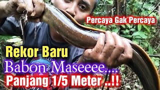 🔴Mancing Lembat Terbesar DiParit Tua panjangnya Hampir 1/5Meter  Berkah Dibulan puasa#mancinglembat