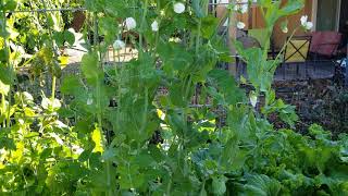 Growing Snap Peas in the Desert