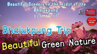 Bhalukpung Trip I Green Nature I Green Forest I #bhalukpong #tour