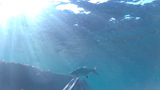 Pesca submarina esta semana un par de lisas y una palometa