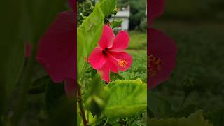 বাগানবিলাস #flowers #everyone #highlights #nature #reels #reels #ytshorts #diamond