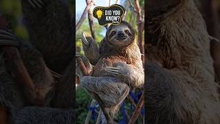 100-Foot Fall? No Problem for Sloths! #facts #animals #sloth