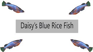 Daisy's Blue Rice Fish (What You Need To Know) Oryzias Wowrae