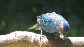 Indigo Bunting Changes Feathers