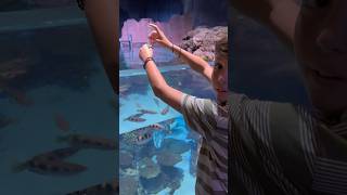 Feeding Fish Bloodworms at Aquaria Phuket Thailand! Pt2 #shorts #phuket #fish #feed #ytshorts