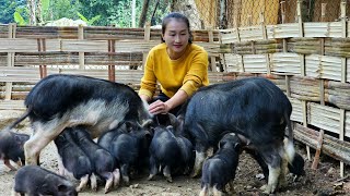 Welcome 45 day old piglets - Harvest & preserve ginger - farm construction | Ly Thi Tam