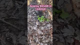 You can GROW YOUR OWN WASABI! It loves the shade! Perfect for your PERMACULTURE FOOD FOREST!