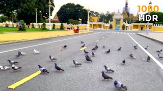 Walking tour at Royal Palace Park | Phnom Penh, Cambodia | មុខវាំងភ្នំពេញ