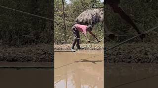 A courageous man crossing a crocodile infested river #shorts #reels