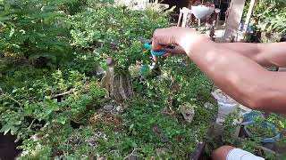 Argao Taiwan Forest Style Bonsai