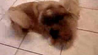 Pit Fighting Pekingese