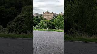 Medieval Charm and Seagull Grace #edinburgh #scotland #shorts #seagulls