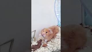 Hamster stretches 🐹😀