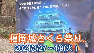 福岡城さくらまつり2024　4/9日まで会期延長　Sakura Festival at Fukuoka Castle