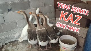 Kaz Üretimine Başlıyoruz~Anaç Kazları Getirdik