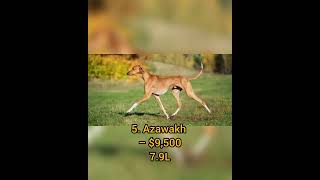 😯😲TOP 10 EXPENSIVE DOG BREEDS 🐕 IN WORLD 🌎 2023||TOP 10 INTERESTING FACTS