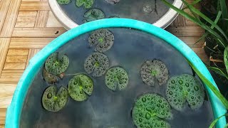 Best hobby...water lilies after dormancy, play with koi fish #shorts