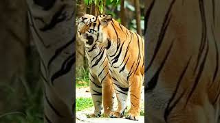 Beautiful 🐯🐅🐯 tigers #youtube #viral #tiktok #shorts #tiger